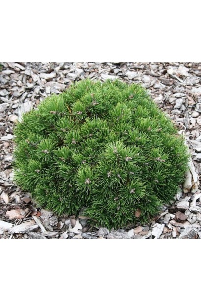 Куляста карликова сосна Pinus mugo Heideperle на мульчованому ґрунті.